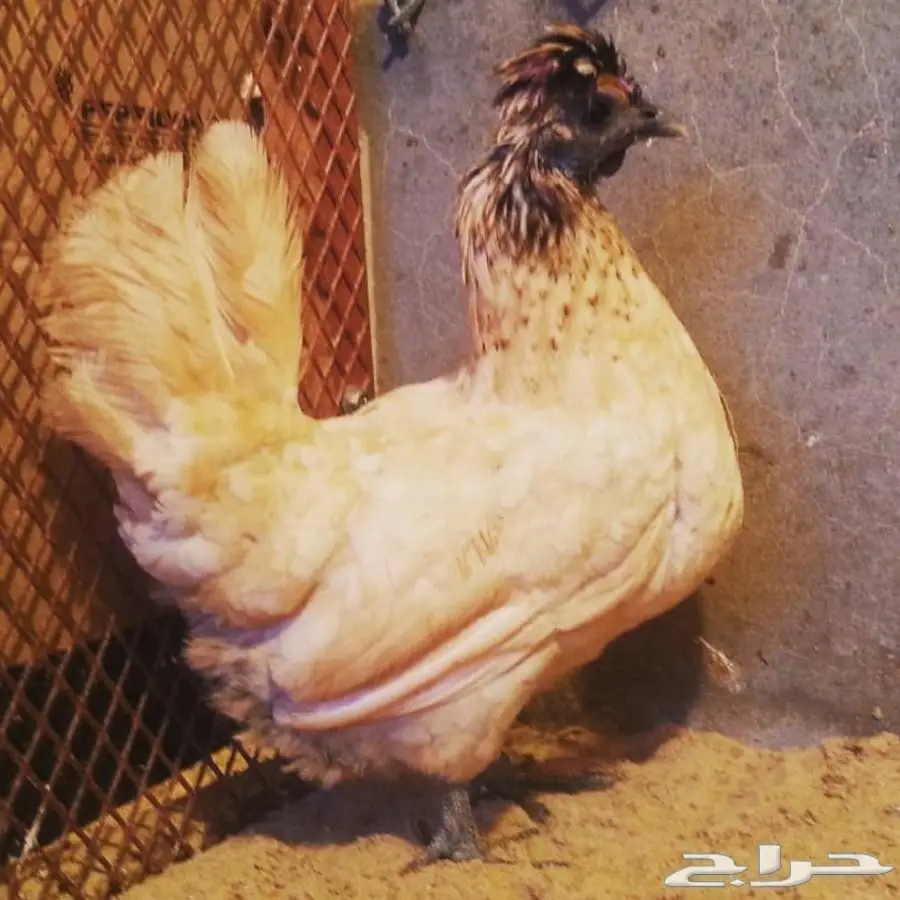 بيض دجاج حباحب كويتي وكوبره خوارج (image 3)