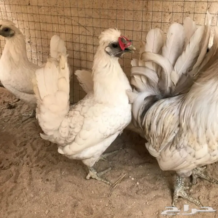 بيض دجاج حباحب كويتي وكوبره خوارج (image 4)
