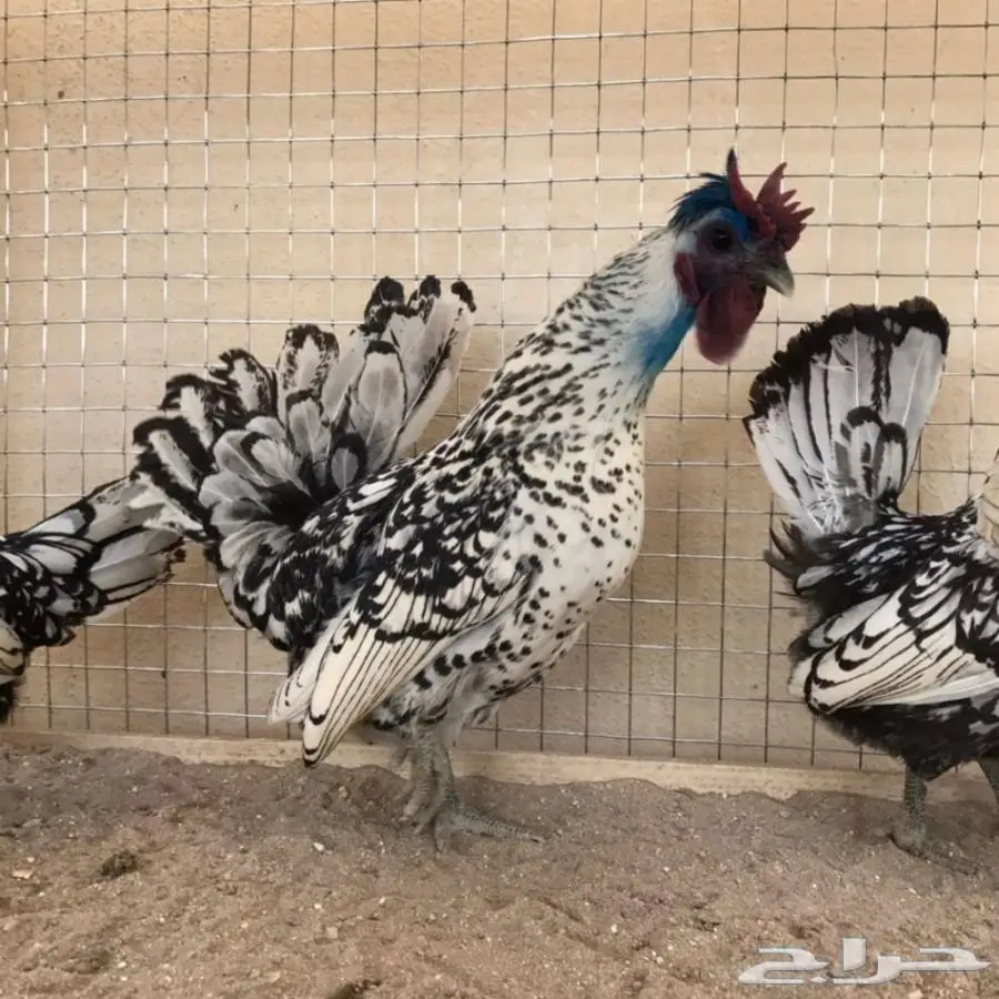 بيض دجاج حباحب كويتي وكوبره خوارج (image 5)