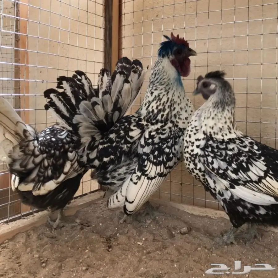 بيض دجاج حباحب كويتي وكوبره خوارج (image 6)