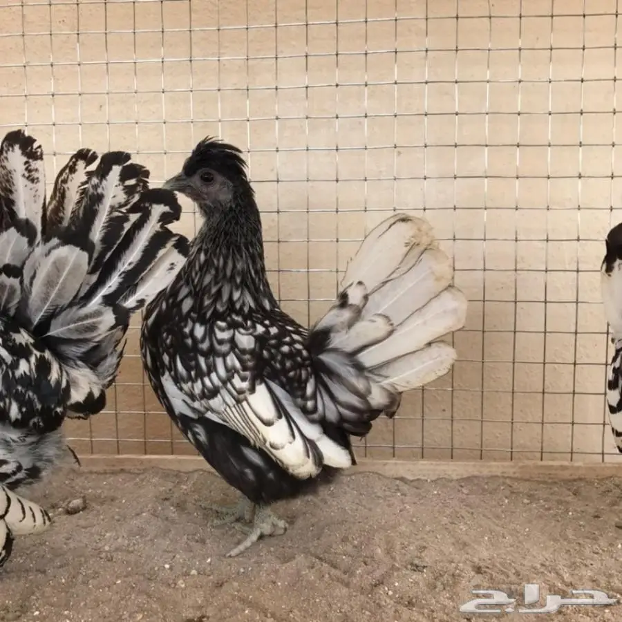 بيض دجاج حباحب كويتي وكوبره خوارج (image 7)