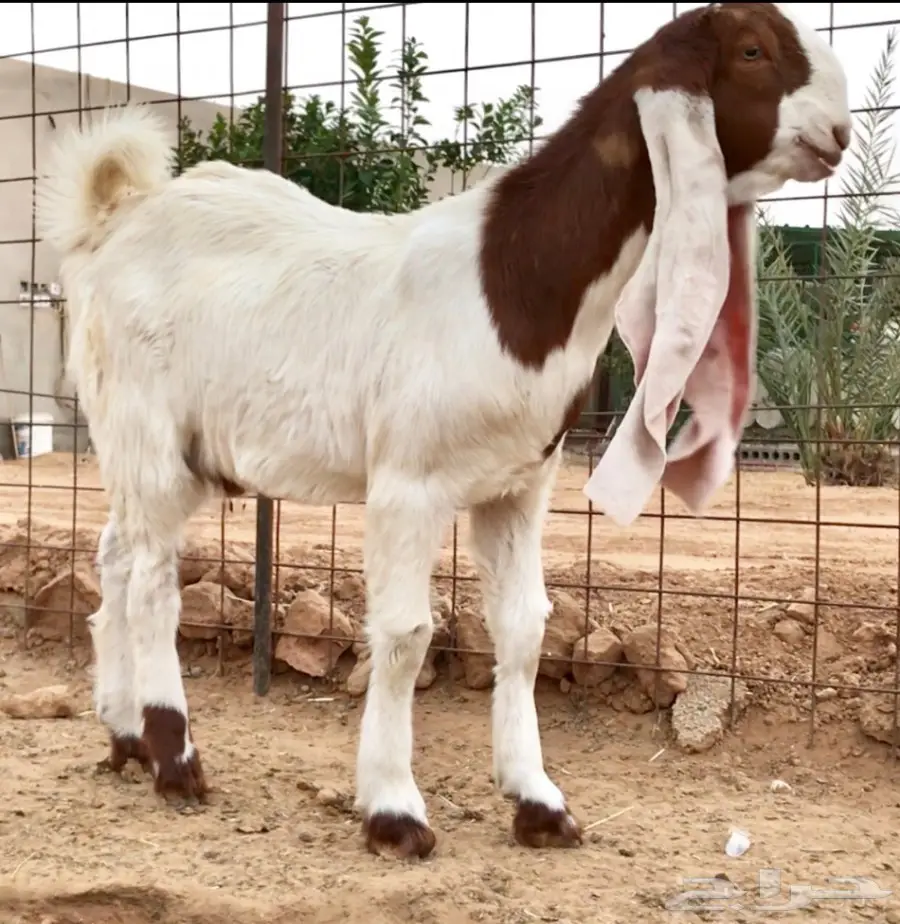 مشروع فحل على رمز (image 2)