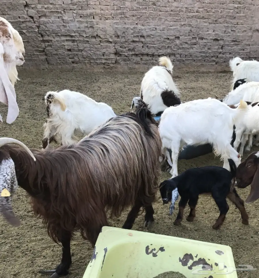 عنز عارضية معها تيسين (image 1)