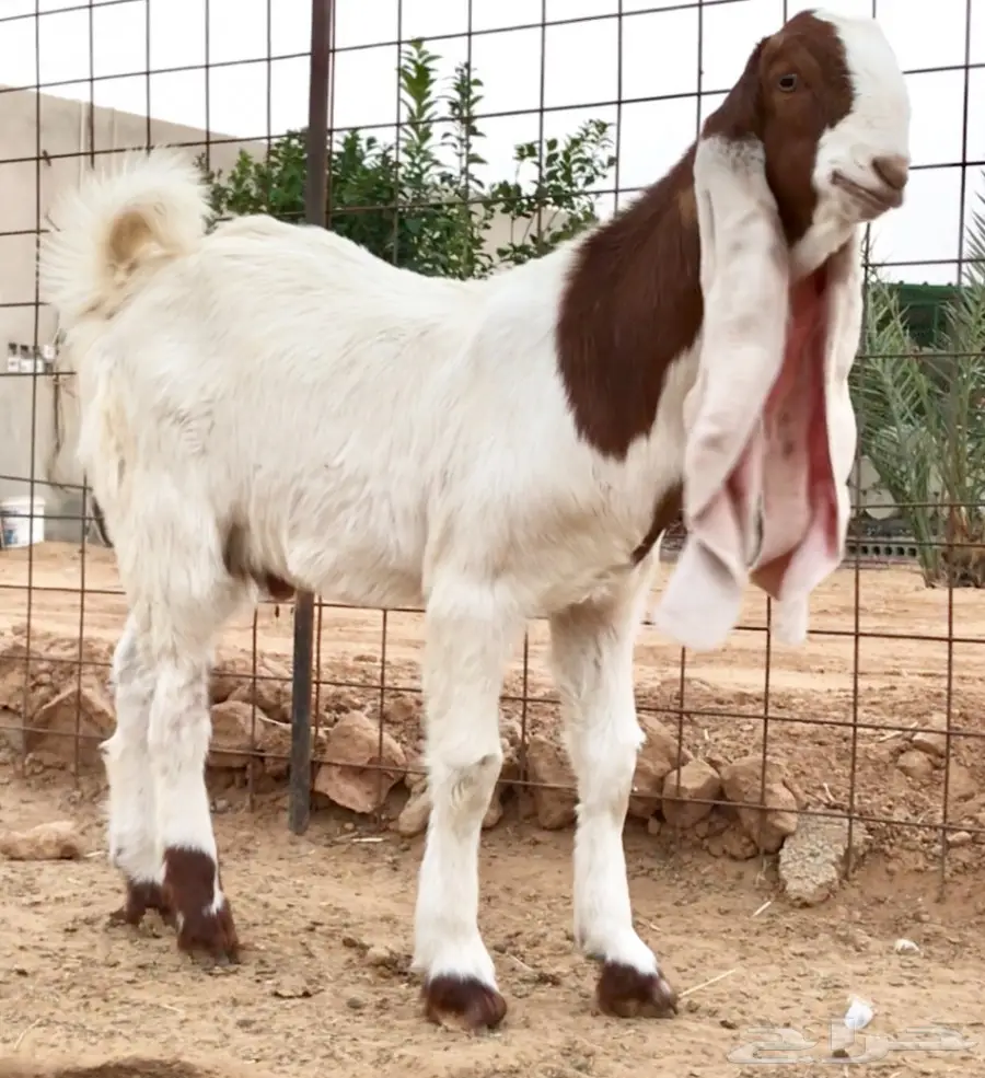 مشروع فحل على رمز (image 1)