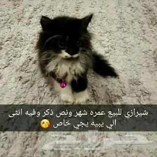 قط شيرازي ذكر رائع من جدة!