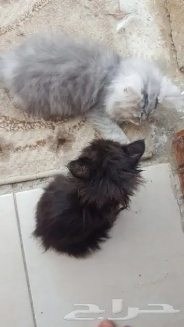 قط شيرازي ذكر رائع من جدة! (image 1)