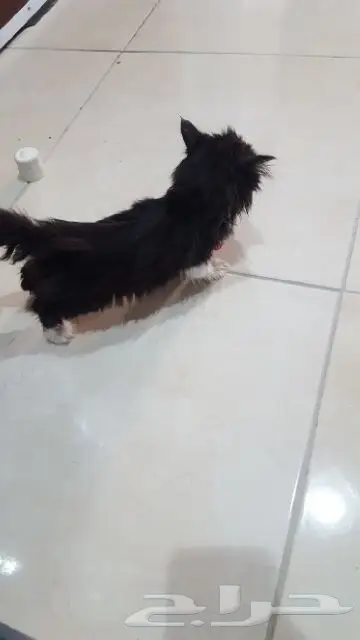 قط شيرازي ذكر رائع من جدة! (image 2)