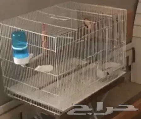 زوج روز منتج مشروط (image 2)