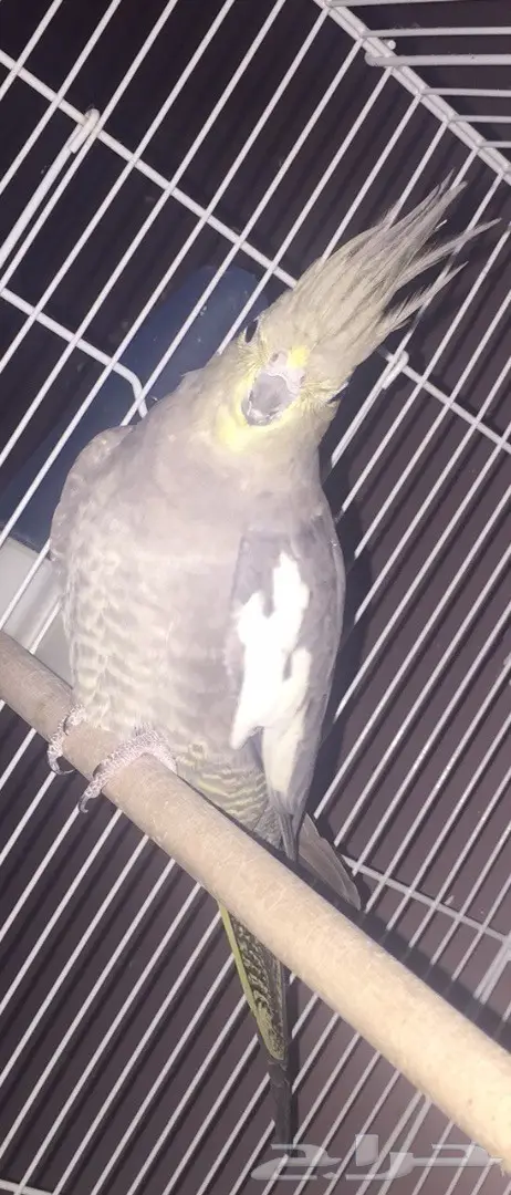 انثى كروان منتجه وسبق لها الانتاج  (image 1)