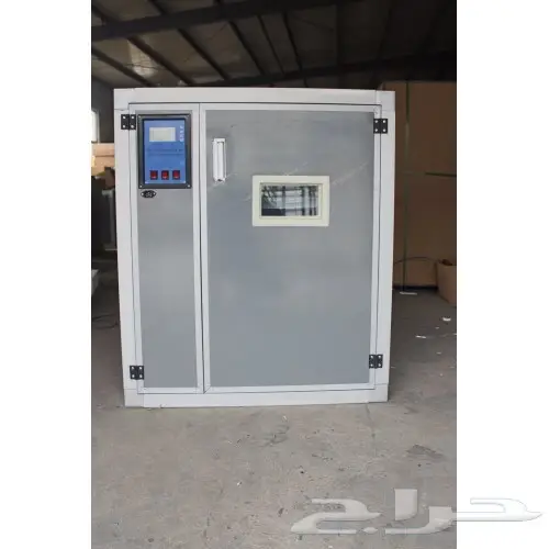 فقاصة بيض ( لمعة البحر الصيني ) للبيع