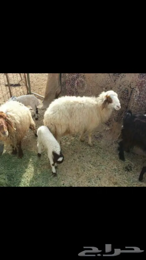 نعجه مطفل (image 1)