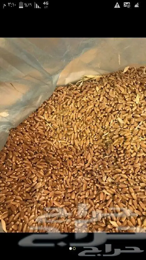 للبيع قمح زراعي القصيم