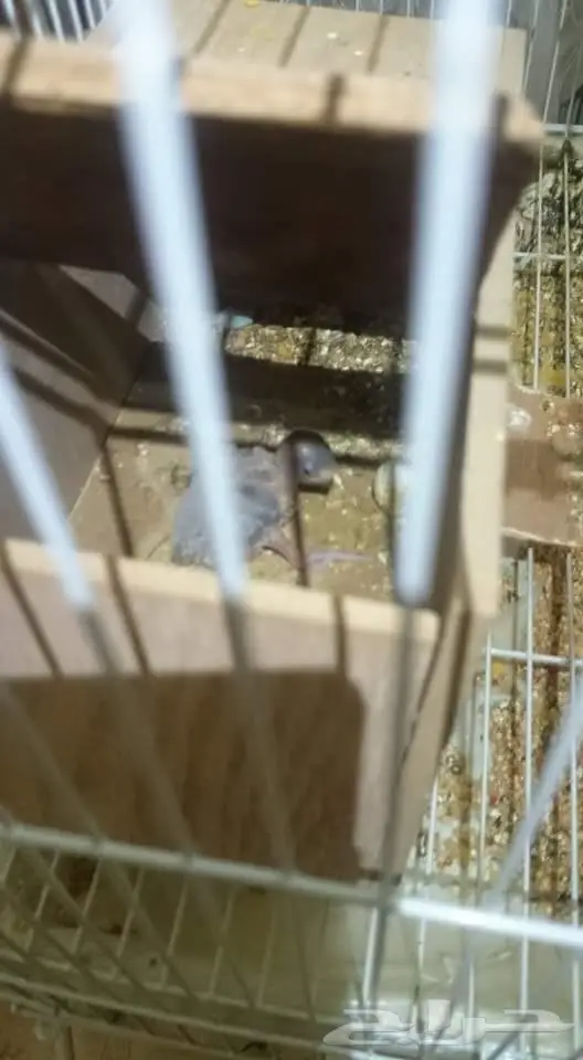 جوز بادجي منتج معه فرخ 