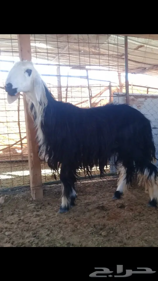 نجديه ذبيحه طيبه