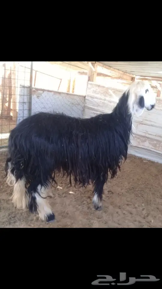 نجديه ذبيحه طيبه (image 2)