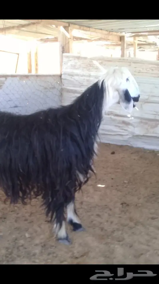 نجديه ذبيحه طيبه (image 3)