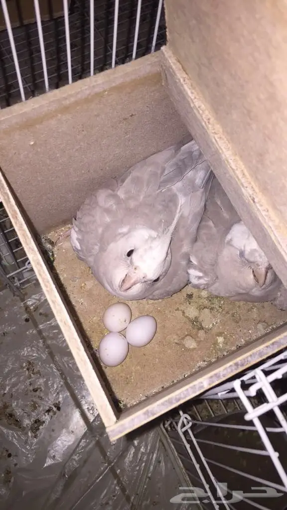 جوزين كروان انتاج السوم 1800 الجوزين نظاف مره (image 2)