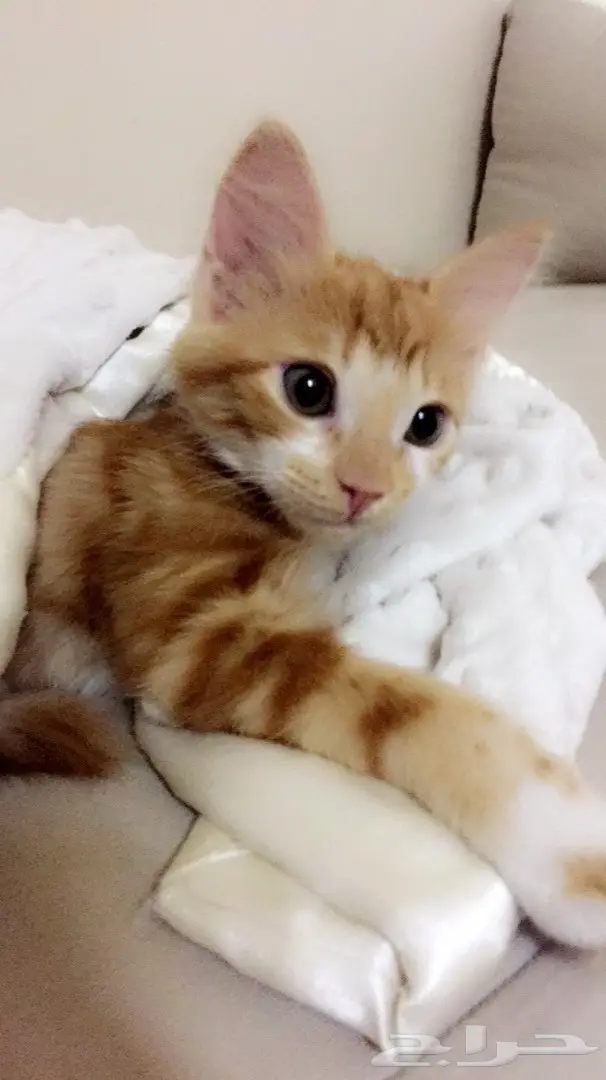 قطة لطيفة للتبني - فرصة العمر! (image 3)