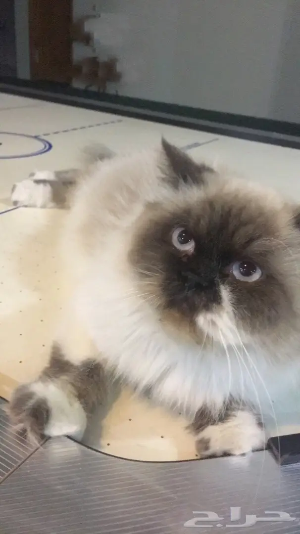 همالايا بيور حامل للبيع بسعر 800 ريال