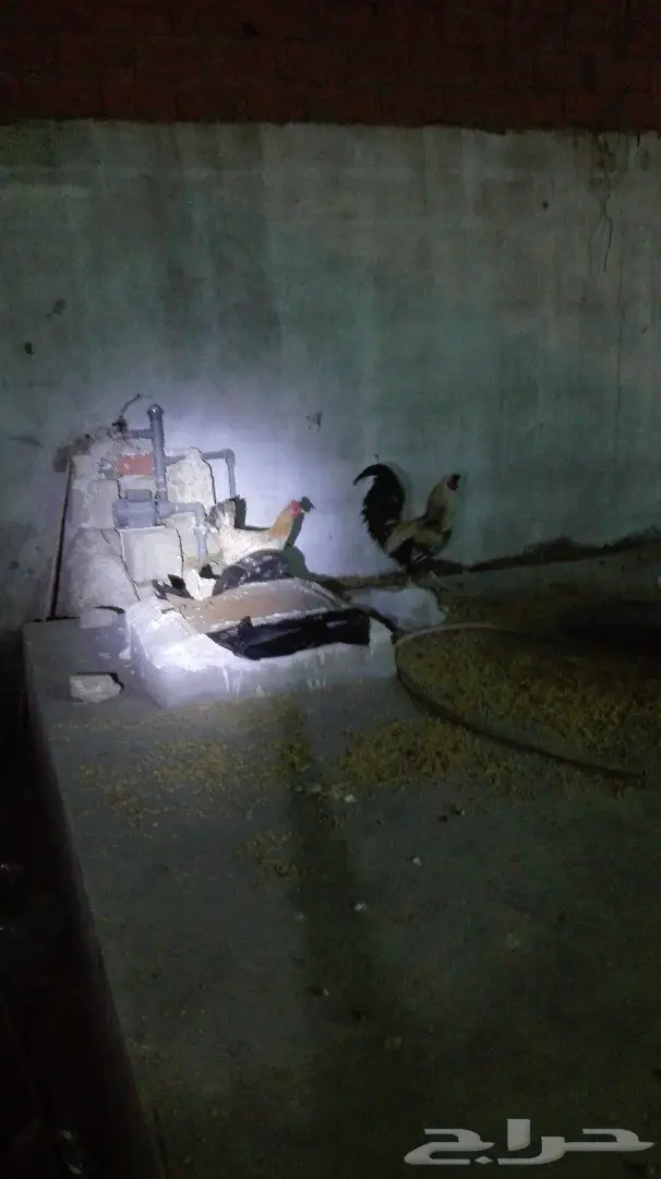 للبيع دجاج بلدي نضيف وعل الشرط