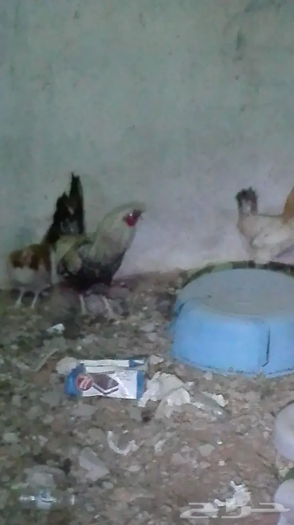 للبيع دجاج بلدي نضيف وعل الشرط (image 1)