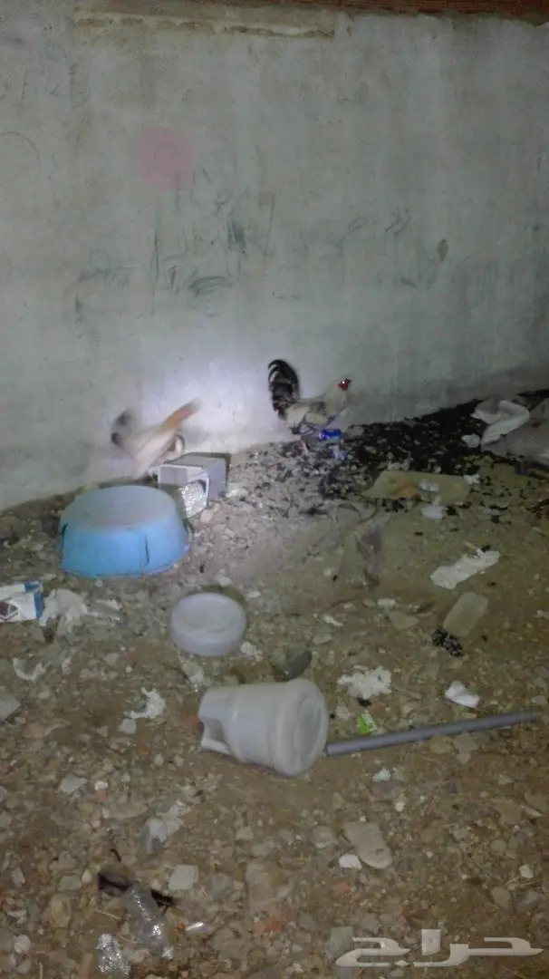 للبيع دجاج بلدي نضيف وعل الشرط (image 2)