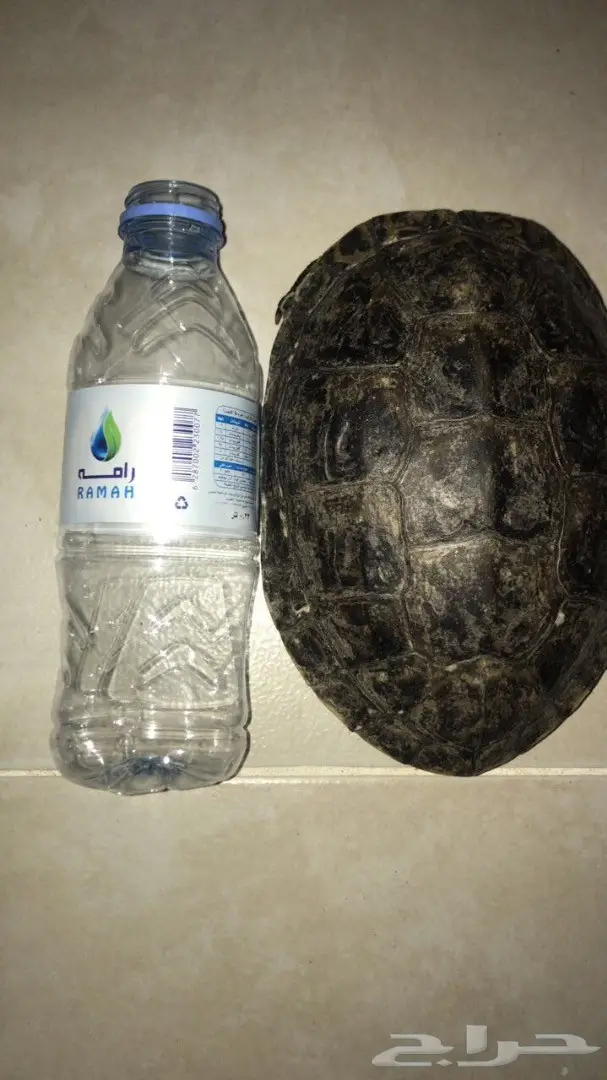 سلحفاة للبيع (image 1)