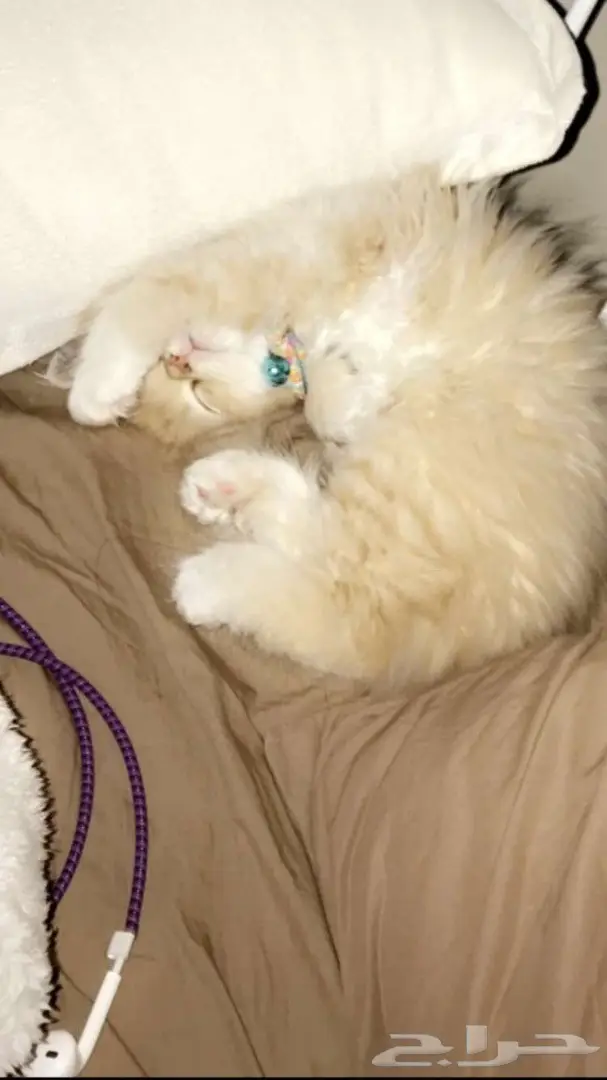 قطة للبيع  (image 2)