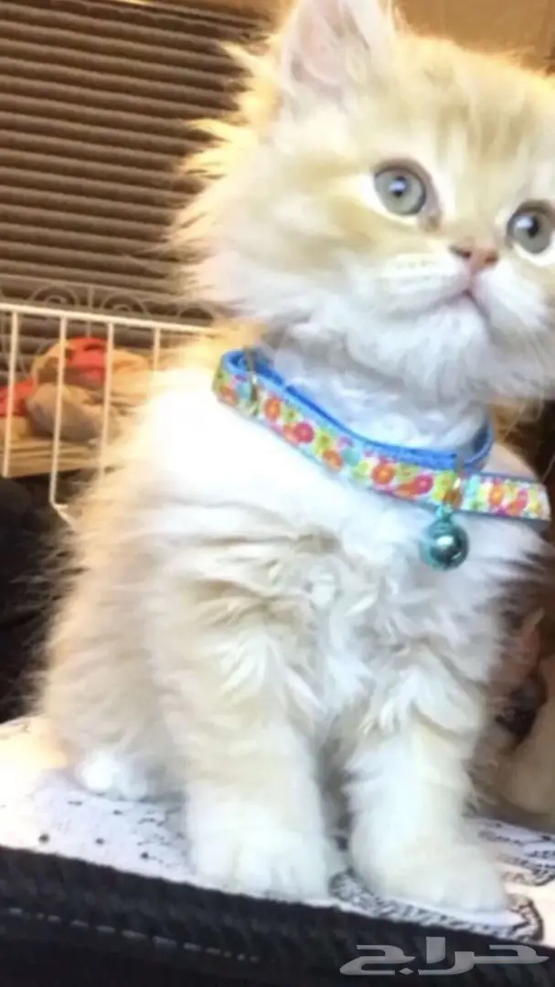 قطة للبيع  (image 3)