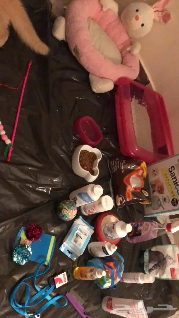 قطة للبيع  (image 4)