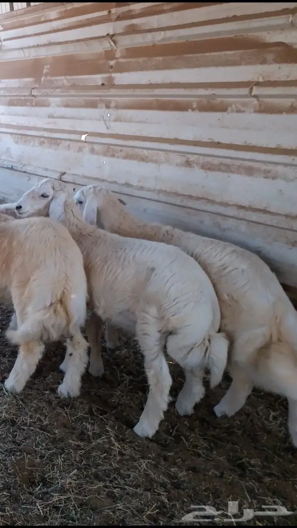 طليان بيشيه (image 11)