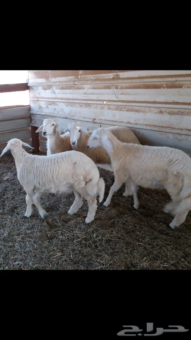 طليان بيشيه (image 13)