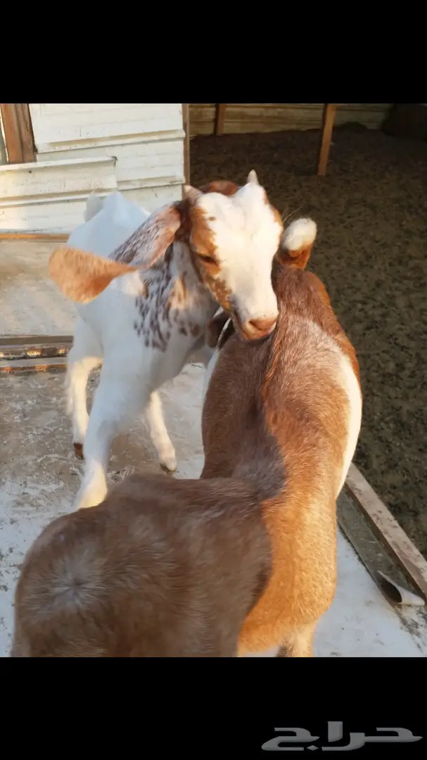 ودي تشوف التيس وشلون سوى