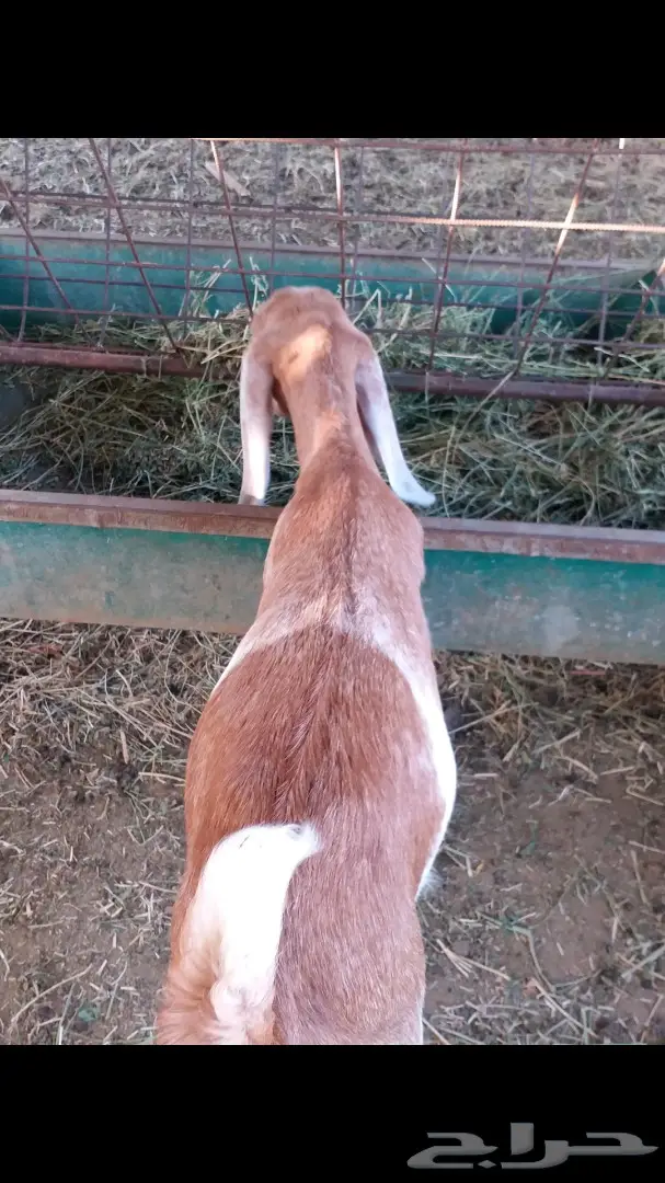 ودي تشوف التيس وشلون سوى (image 4)