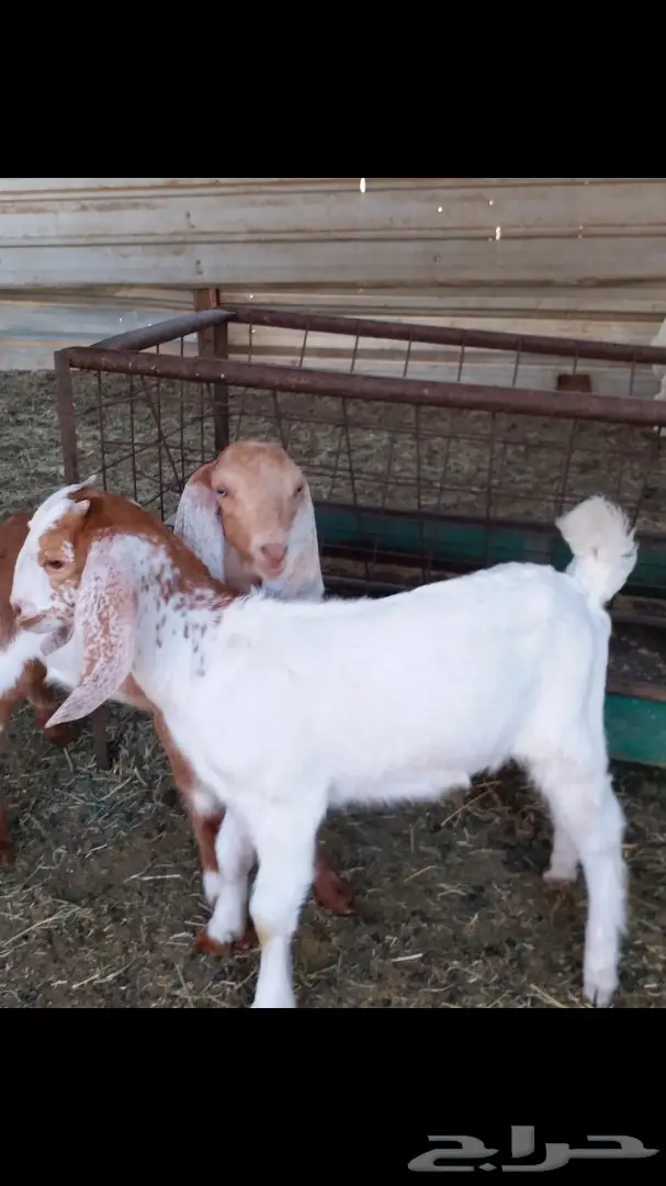 ودي تشوف التيس وشلون سوى (image 5)