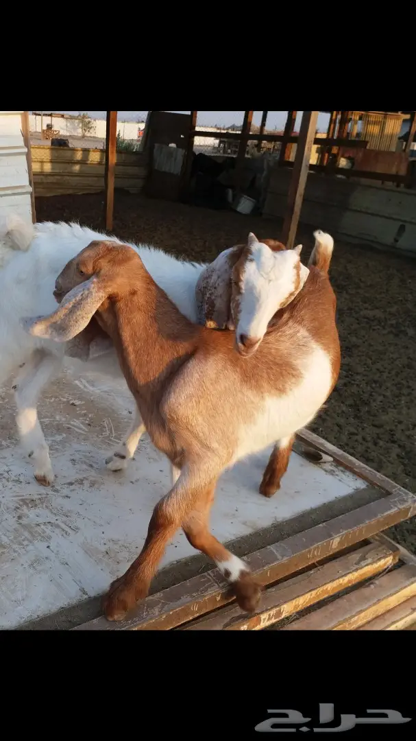 ودي تشوف التيس وشلون سوى (image 6)