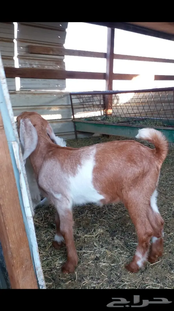 ودي تشوف التيس وشلون سوى (image 8)