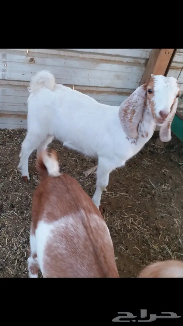 ودي تشوف التيس وشلون سوى (image 9)