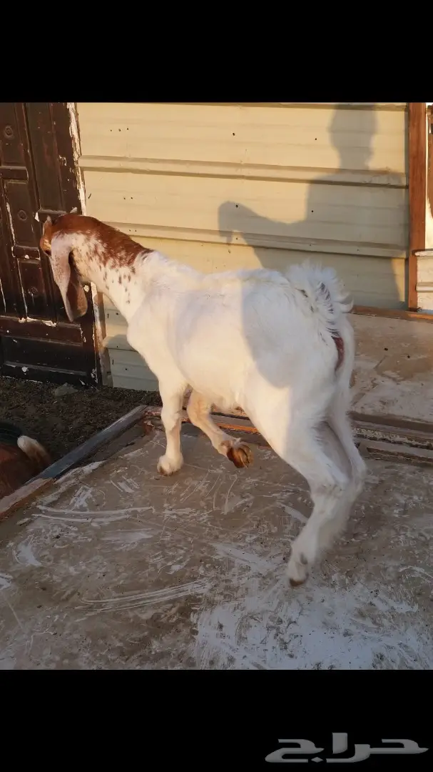 ودي تشوف التيس وشلون سوى (image 10)