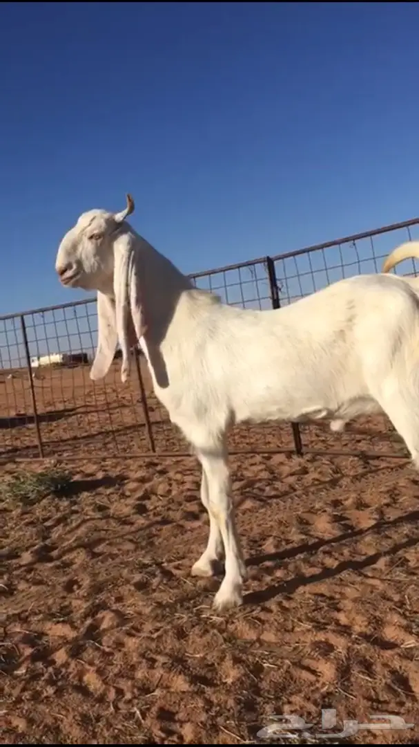 تيوس بيض مشاريع فحول الفديو ع الواتس