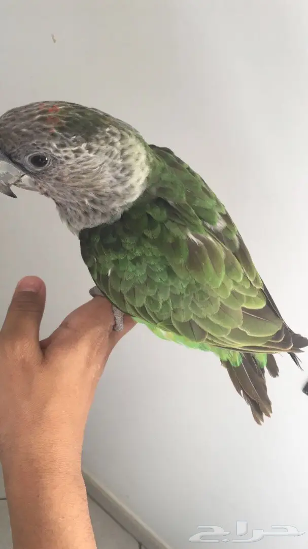 فره كيب بارىت هدد حجل 17