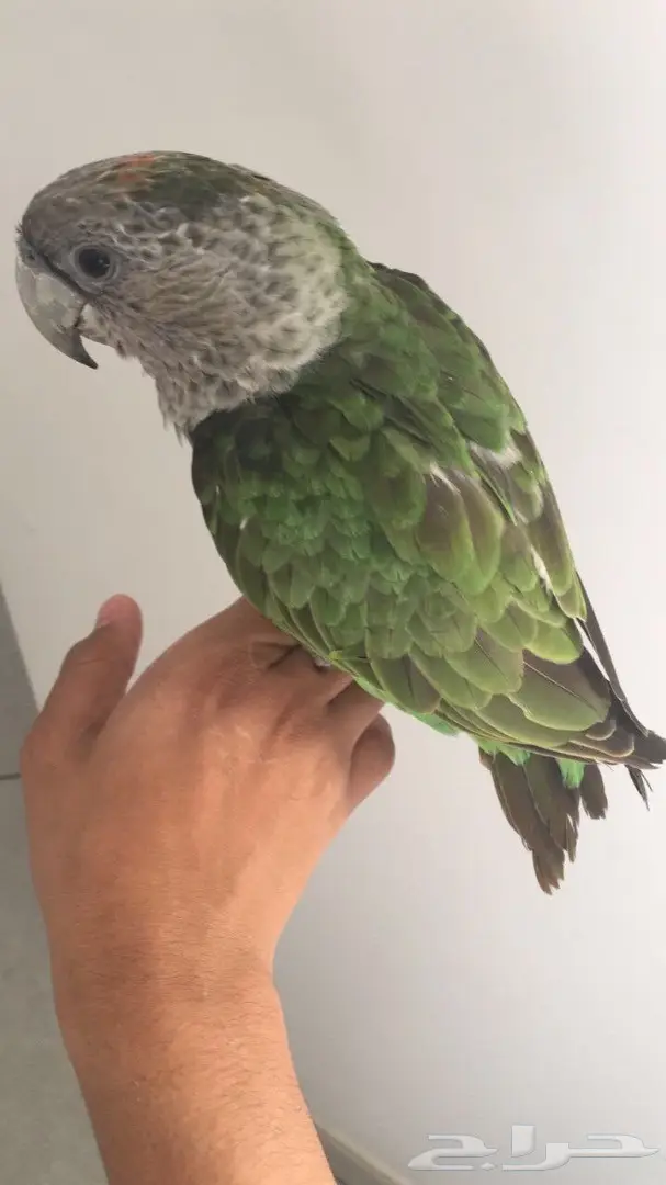 فره كيب بارىت هدد حجل 17 (image 1)