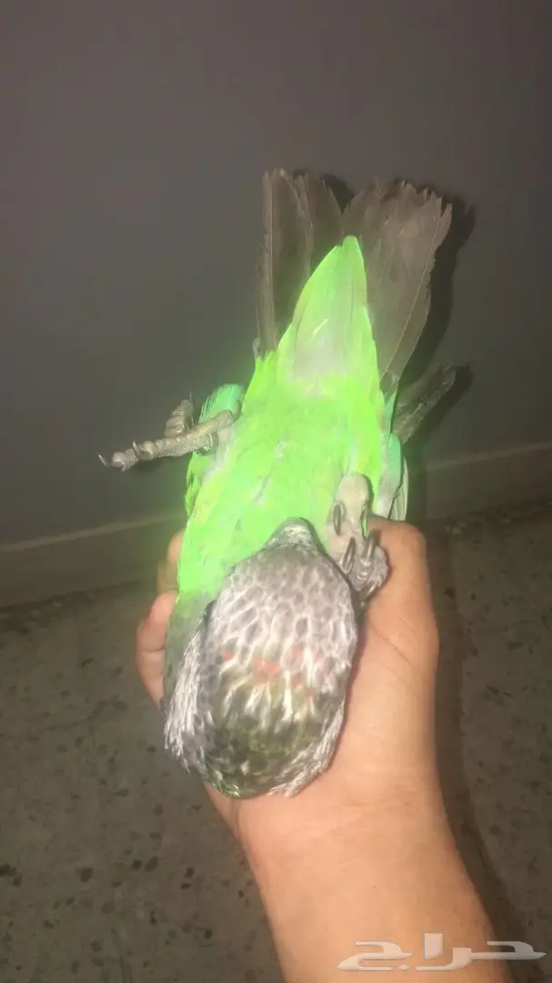 فره كيب بارىت هدد حجل 17 (image 2)