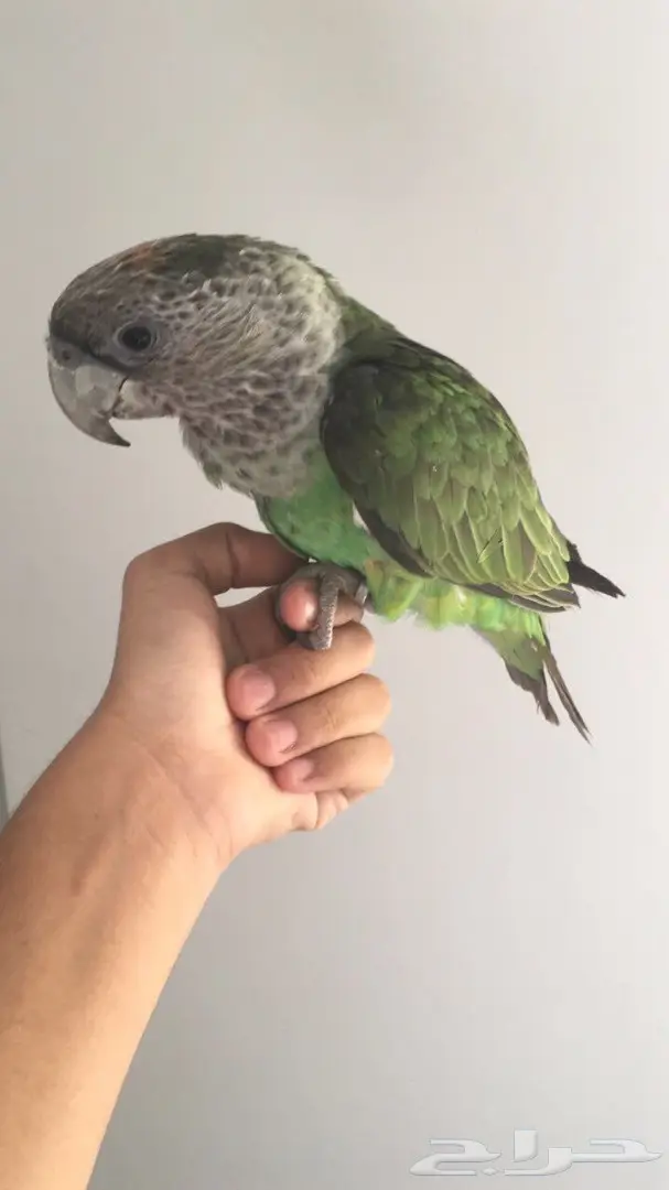 فره كيب بارىت هدد حجل 17 (image 3)