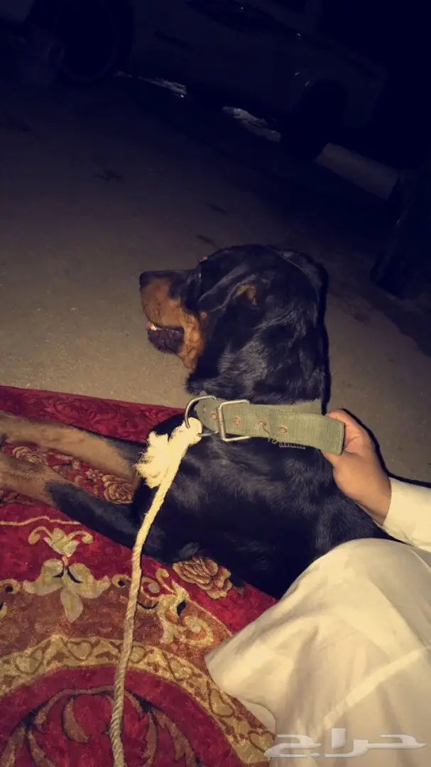 روت وايلر للبيع او البدل 