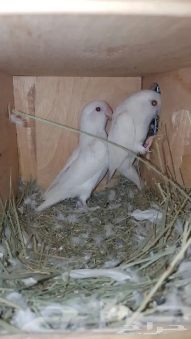 زوج روز البينو منتج