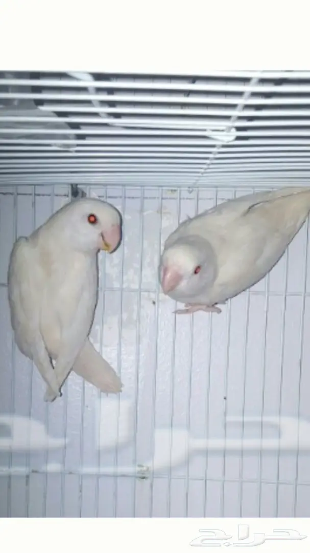 زوج روز البينو منتج (image 1)