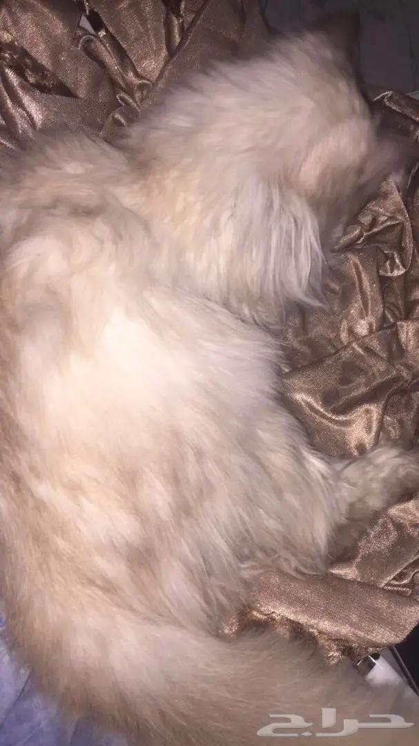 للبيع قط ذكر دلوع نوع هملايا