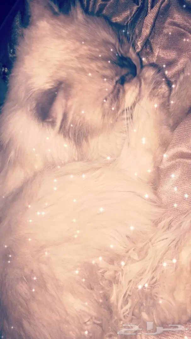 قط هملاوي ذكر - دمام - فرصة لا تُفوّت! (image 1)