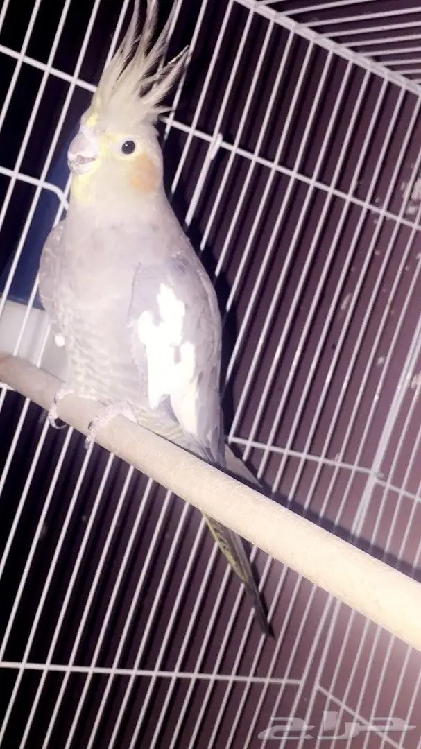 انثى كروان منتجه وسبق لها الانتاج  (image 2)